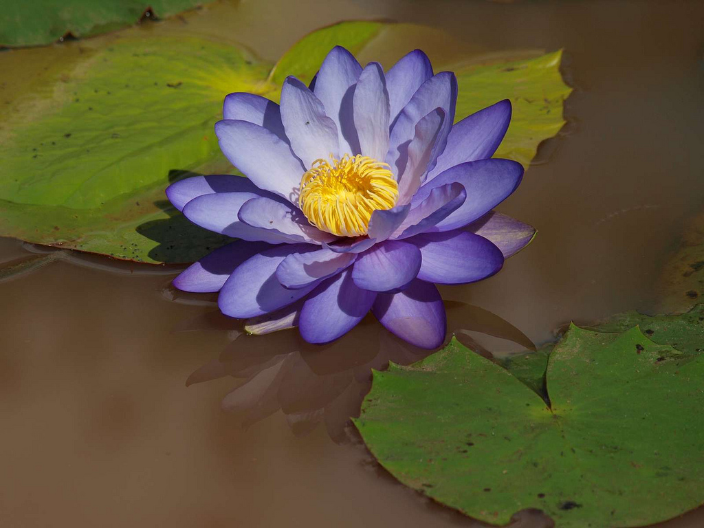 Cape blue water lily